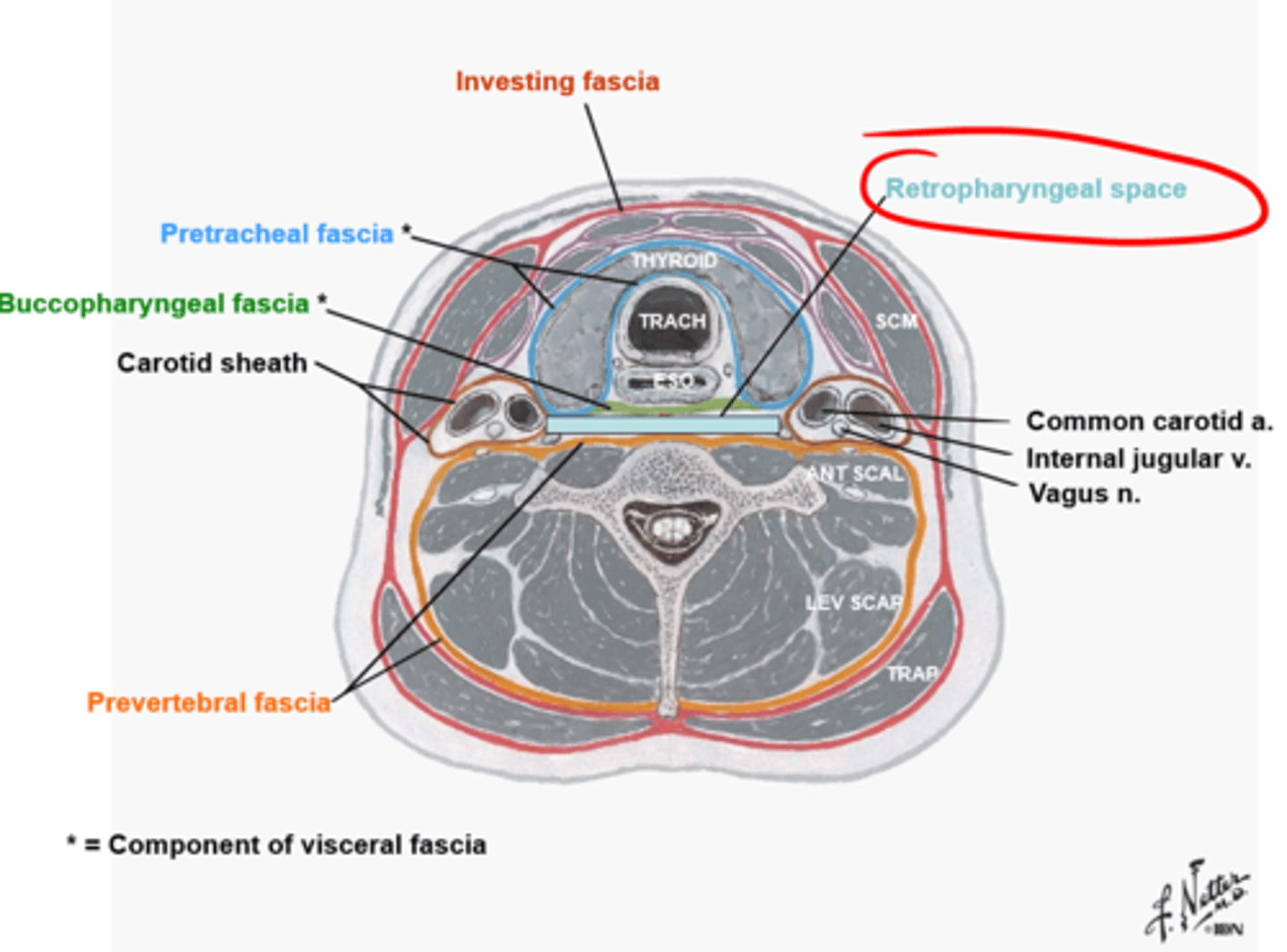 <p>The Retropharyngeal space is a interfacial space between what fasica? (3)</p>