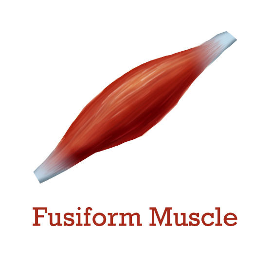 <p>Fusiform </p>