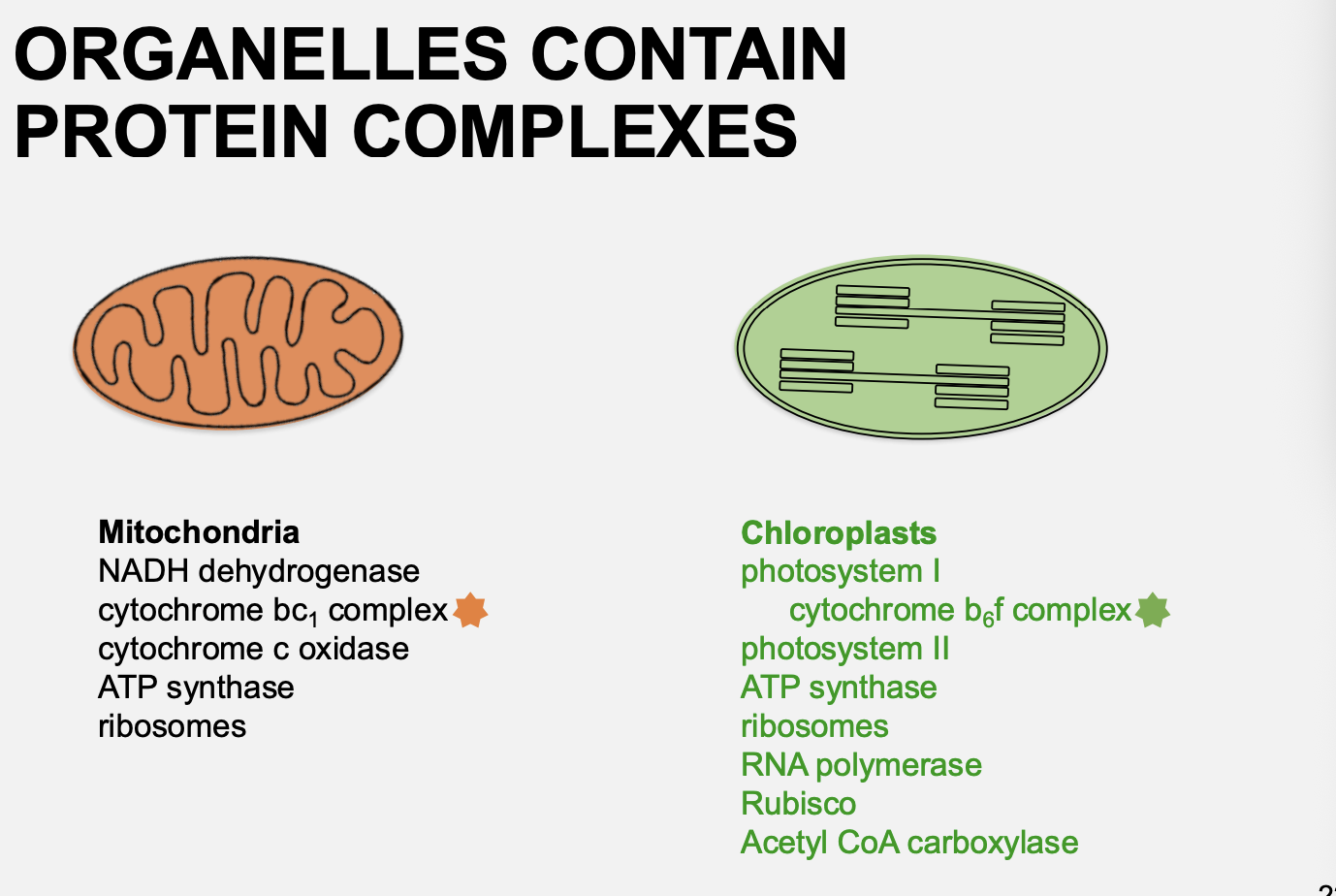 <p>Coordintion of nuclear and organelle gene expression: complexes in oragnelles contain protein complexes that are encoed by</p>