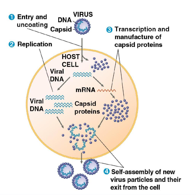 <p>The viral genome enters the host cell in a variety of ways.</p><p>Once the viral genome is in the cell, the cell begins to manufacture viral proteins&nbsp;</p><p>The virus uses host enzymes (RNA polymerases), ribosomes, tRNAs, amino acids, ATP, and other molecules to perform replication and transcription.</p><p>Once everything is copied and assembled, they will spontaneously self-assemble into new viruses and exit the cell.</p>
