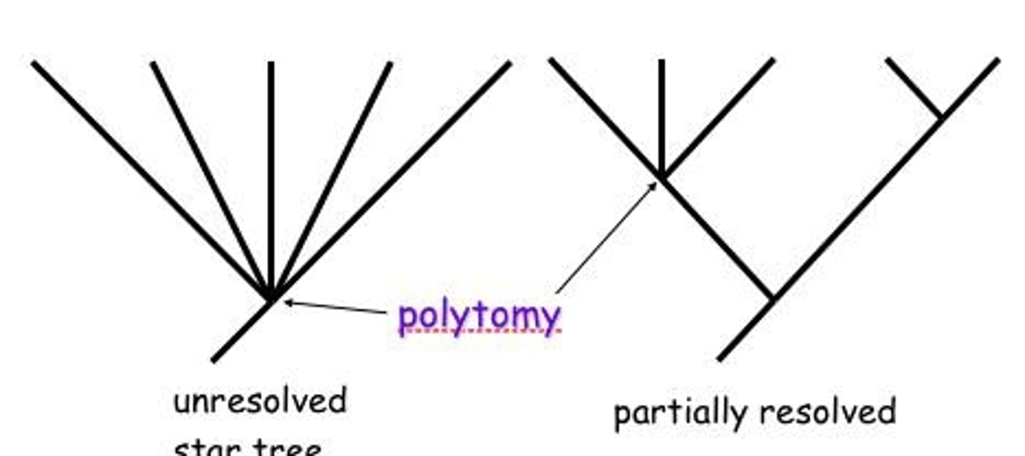 <p>Branches in a phylogenetic tree that indicate uncertainty in the branching pattern.</p>