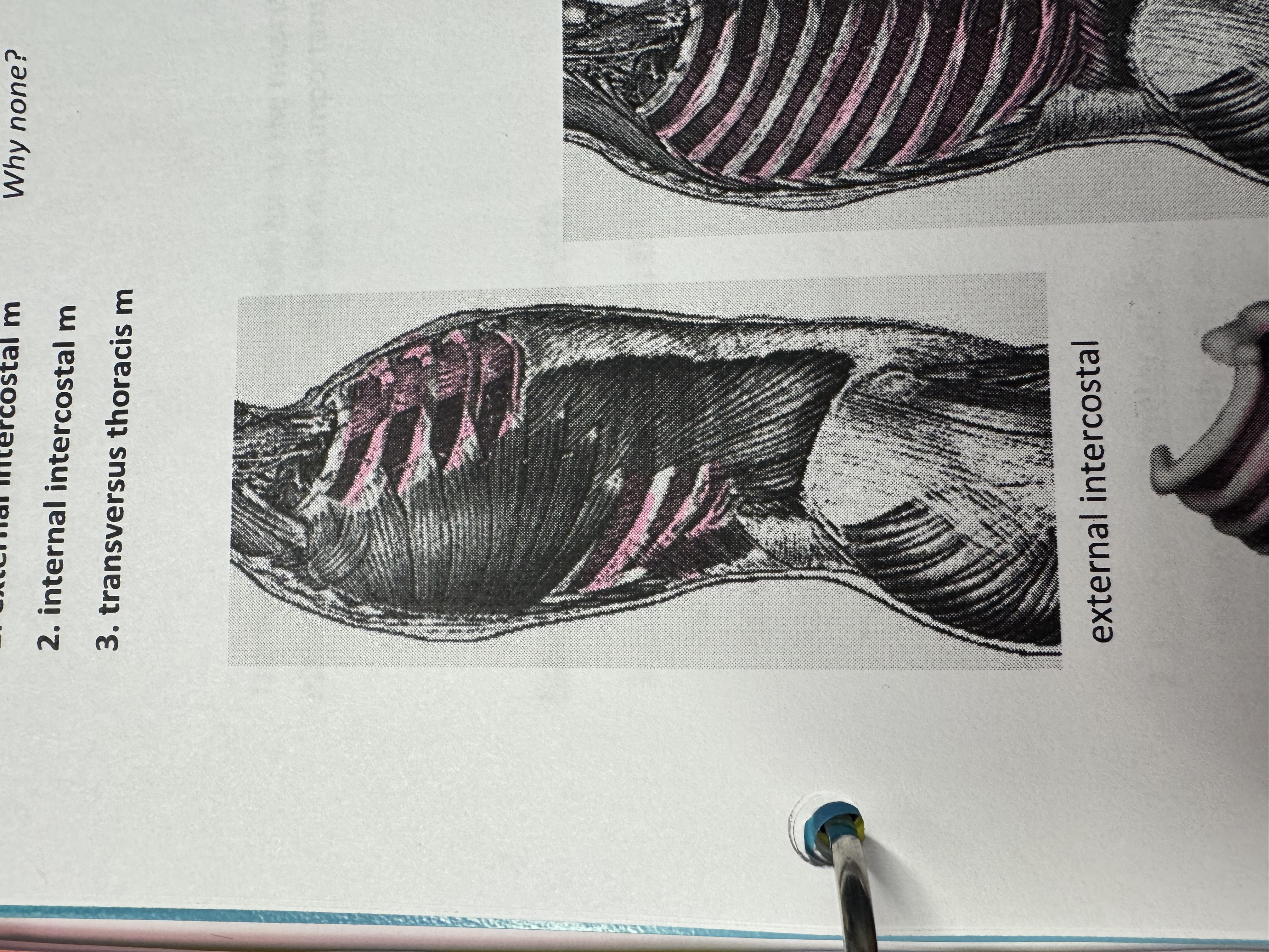 <p>What muscle</p>
