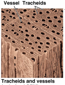 <p>Water conducting cells that are dead and lignified when functional - may be tracheids (long, thin, and straw-like) or vessel elements (large diameter with perforation plates found at each cell end) </p>