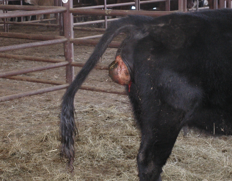 <p>in late gestation</p><p>vaginal prolapses can occur postpartum, but this is more rare</p>