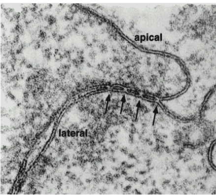 <p>Tight junctions (zonula occludens)</p><p>(hint - located near apical end)</p>