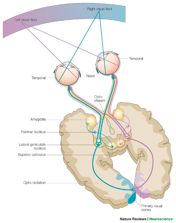 <p>Each side of the brain processes visual information from here. Visual stimulus is processed on the opposite side of which it was detected.</p>