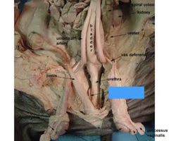 <p>What is the arrow pointing to? What’s it function? </p>