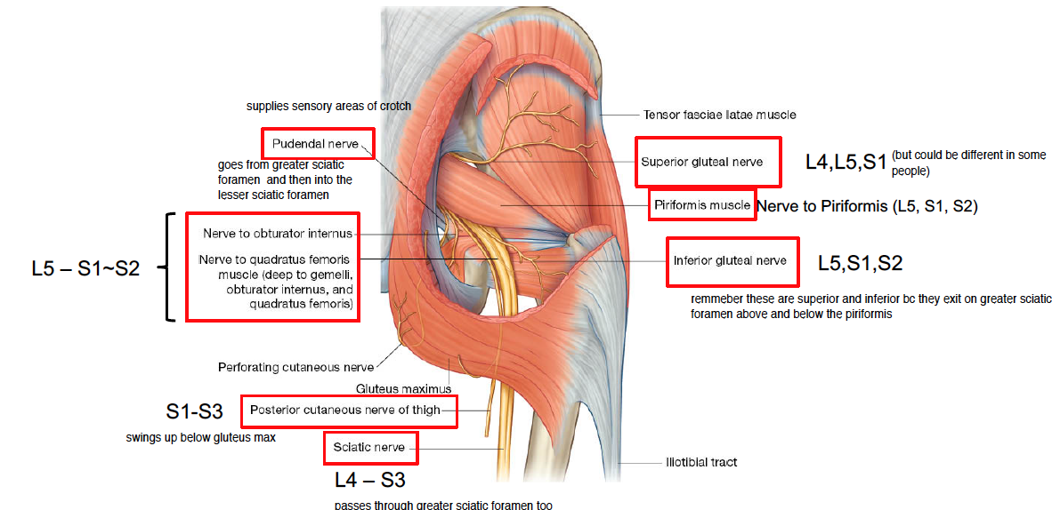-there is pudendal nerve w leaves greater sciatic foramen and then goes into inferior sciatic forame to supply sensory to crotch area 
-nerve to obturator internus also exits from greater sciatic foramen
 -n to quadratus femoris  (deep  to lateral rotators) runs along w sciatic n (both of these have fibres L5-S1or S2
-posterior cutaneous n of thigh runs by sciatic nerve (S1-S3)
-obvi sciatic n runs underneath piriformis ( L4-S3) 
-then there is sup glit n that goes above piriformis (L4,L5,S1) 
-there is n to piriformis (L5, S1, S2) 
-there is inferior glut n below the piriformis (L5, S1, S2)