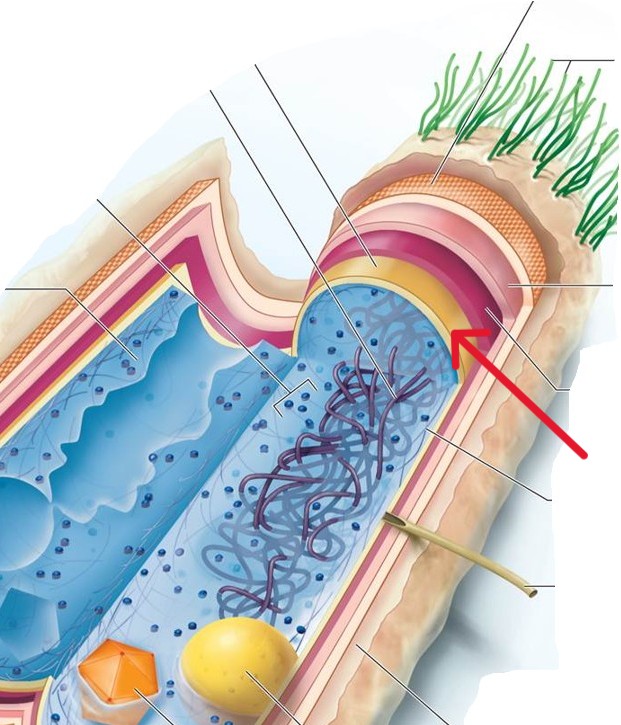 <p>Which structure of a Bacterial:</p><ul><li><p>A thin sheet of lipid and protein that surrounds the cytoplasm and controls the flow of materials into and out of the cell pool</p></li></ul><p></p>