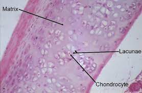 <p>what cell does cartilage have?</p>