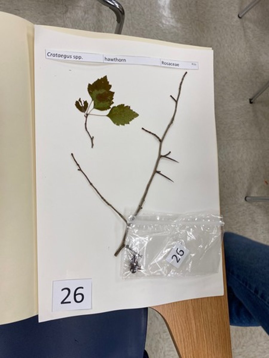 <p>Crataegus spp. (Rosaceae)</p>