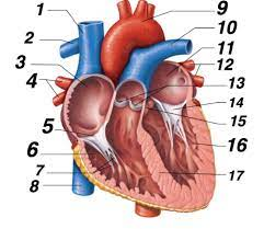 <p>What is 1 called?</p>