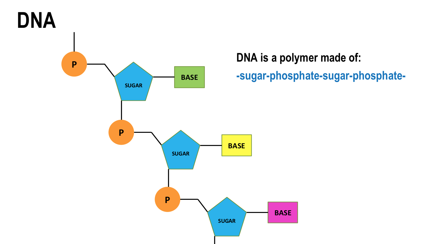 <ul><li><p>most DNA molecules are 2 polymer chains, made from 4 different monomers called nucleotides</p></li><li><p>double helix structure</p></li><li><p>base pairs are A-T and C-G and form cross links holding the 2 nucleotide chains together</p></li></ul>