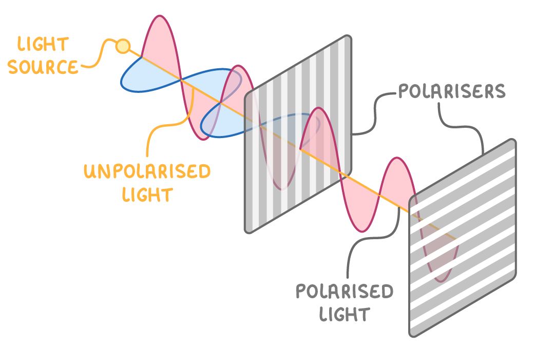 <p>transverse wave with oscillation in just one plane </p>