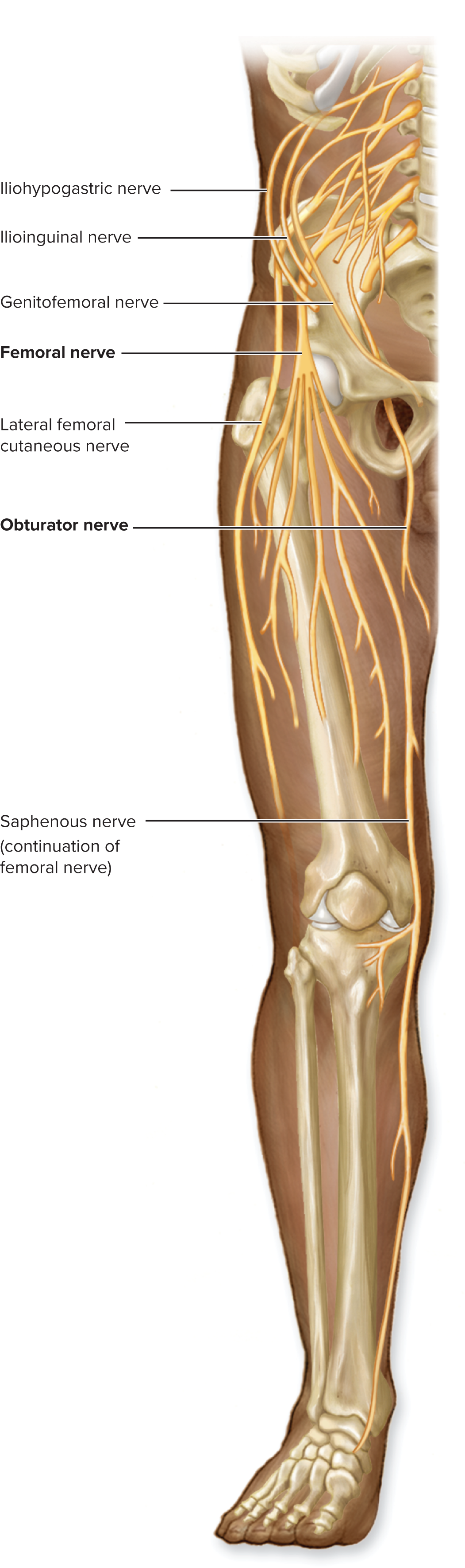 <p>Lumbar Plexus (L1–L4)<span data-name="leg" data-type="emoji">🦵</span></p>