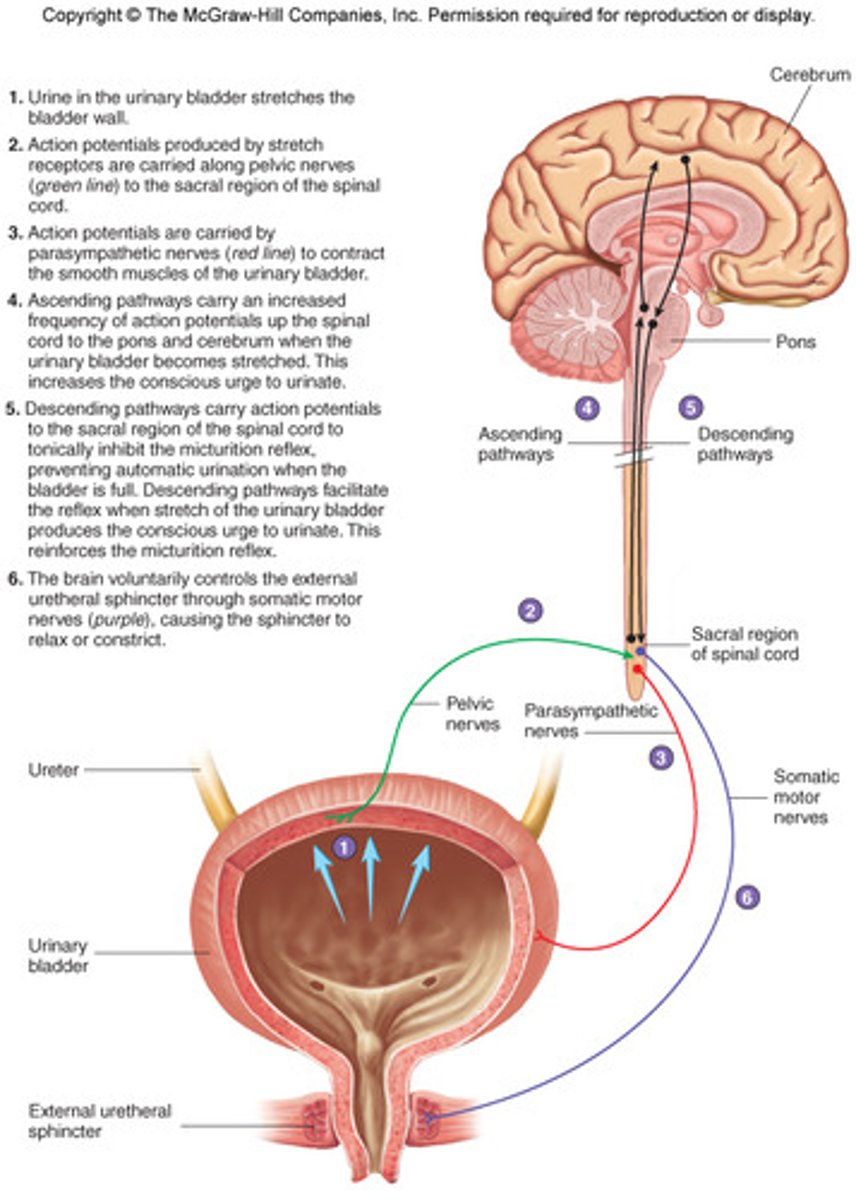 <p>detrusor muscle is under _________ control, is _______ during filling and _______ during micturition (emptying)</p>