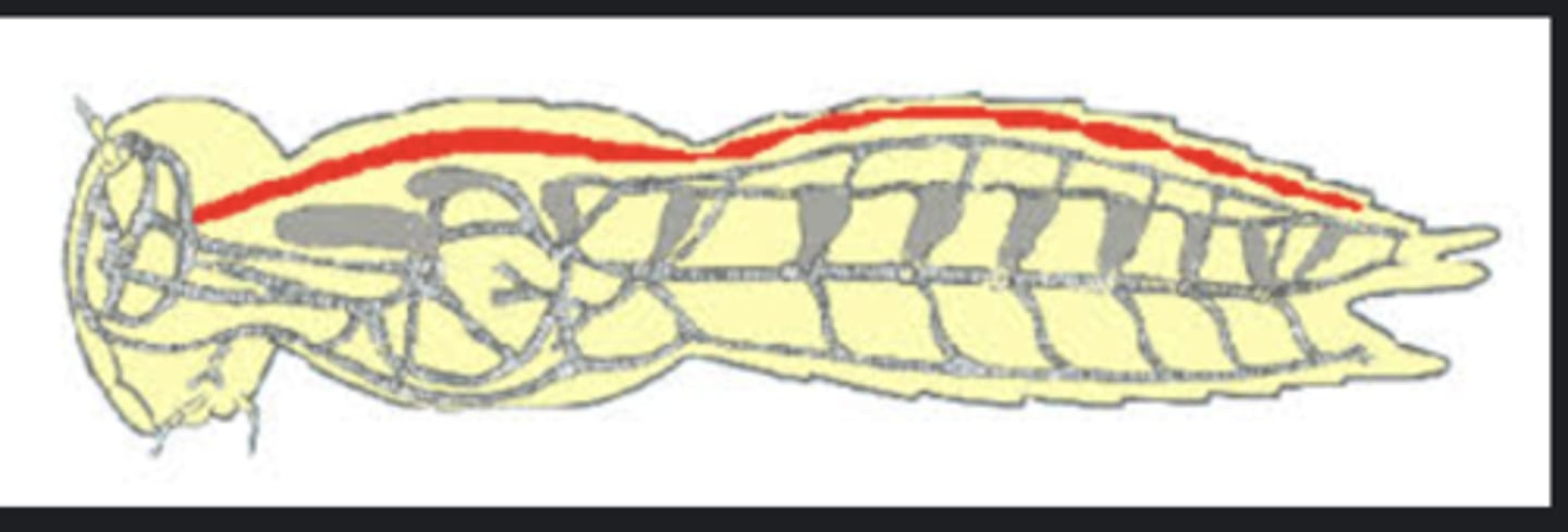 <p>Primary circulatory organ running along back; includes heart (pulsatile) and aorta (non-pulsatile).</p>