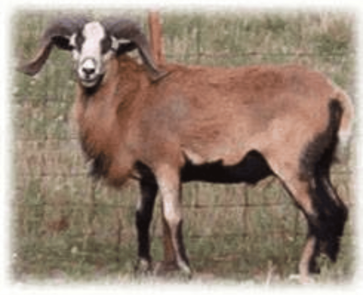 <p>black belly became these wanted to put horns on them to hunt</p><p>done by crossing w rambouillet and mouflon</p>