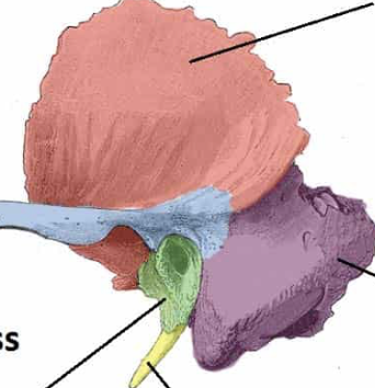 <p>(Red portion)</p>