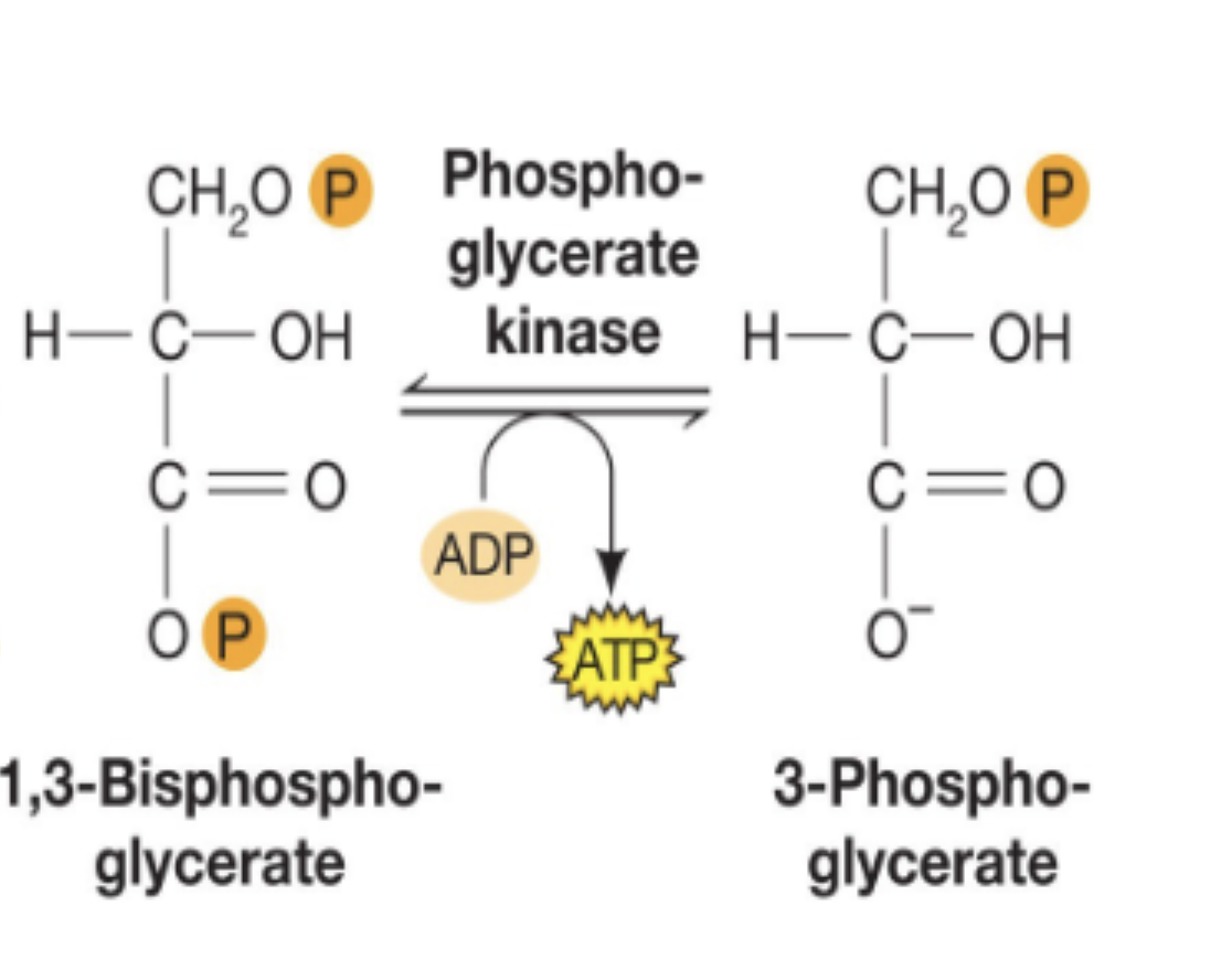 <p>high energy phosphate (that stored energy from G3P reaction) is transferred from 1,3-bisphospho. onto ADP to create 1 ATP</p>