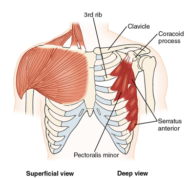 <ul><li><p>pectoralis minor</p></li><li><p>serratus anterior</p></li></ul><p></p>