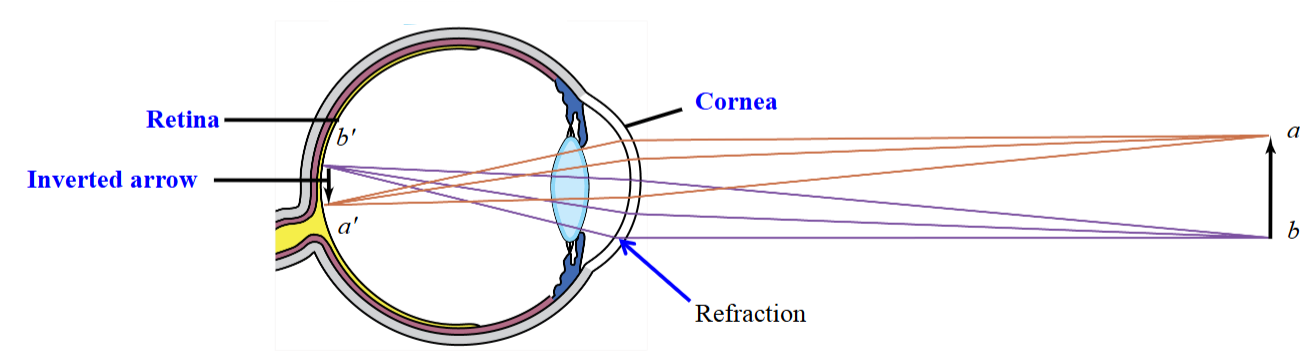 <ul><li><p>Light bends when passing between media of different densities, changing the object's apparent position.</p></li><li><p>Image inversion occurs in the eye, where the lens focuses light upside down on the retina.</p></li></ul><p></p>