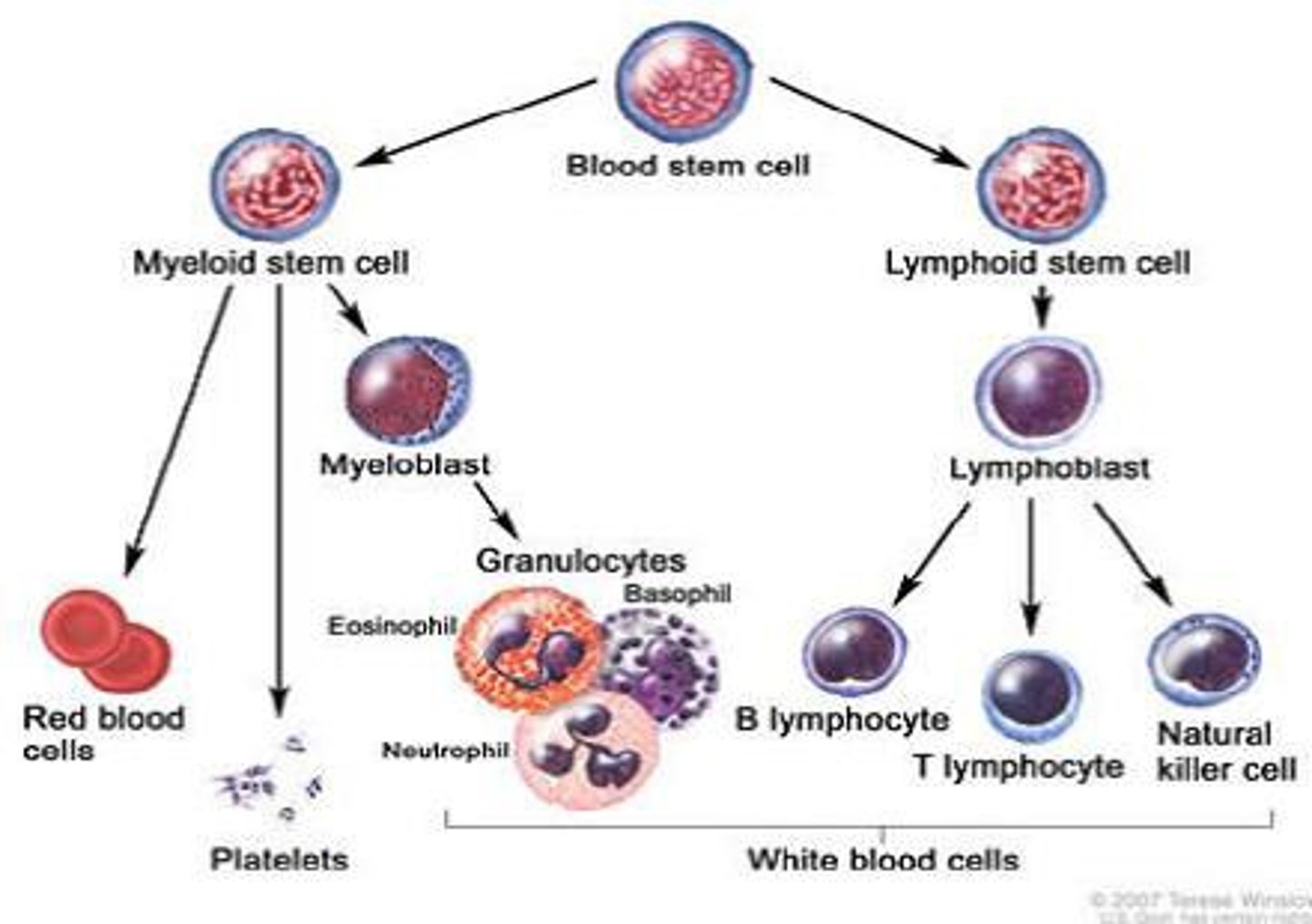 <p>Differentiates into erythrocytes/platelets, and granulocytes/monocytes</p>
