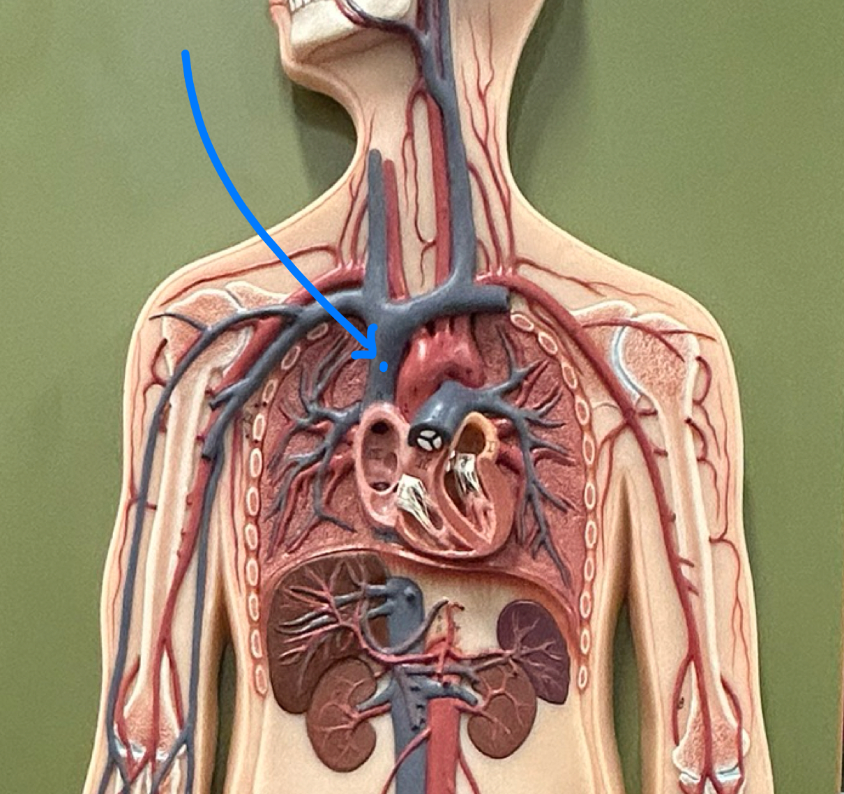 knowt flashcard image