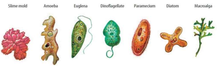 <p>Name these protists from left to right.</p>