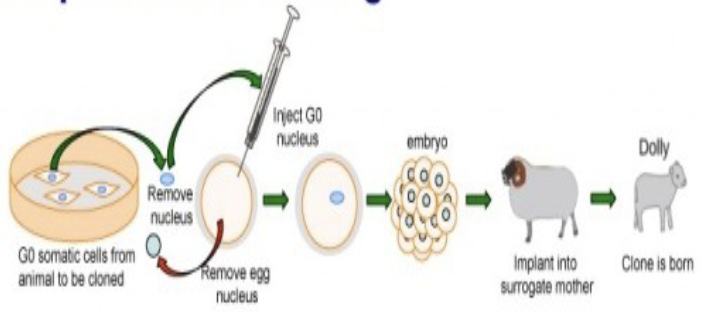<ul><li><p>the deliberate production of genetically identical individuals; each newly produced individual is a clone of the original </p></li><li><p>creating embryo develops under uterine conditions</p></li><li><p>important for harvesting stem cells that can be used to study embryonic development</p></li></ul><p></p>