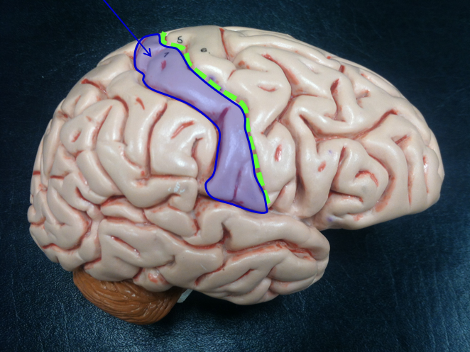 1* somatosensory cortex