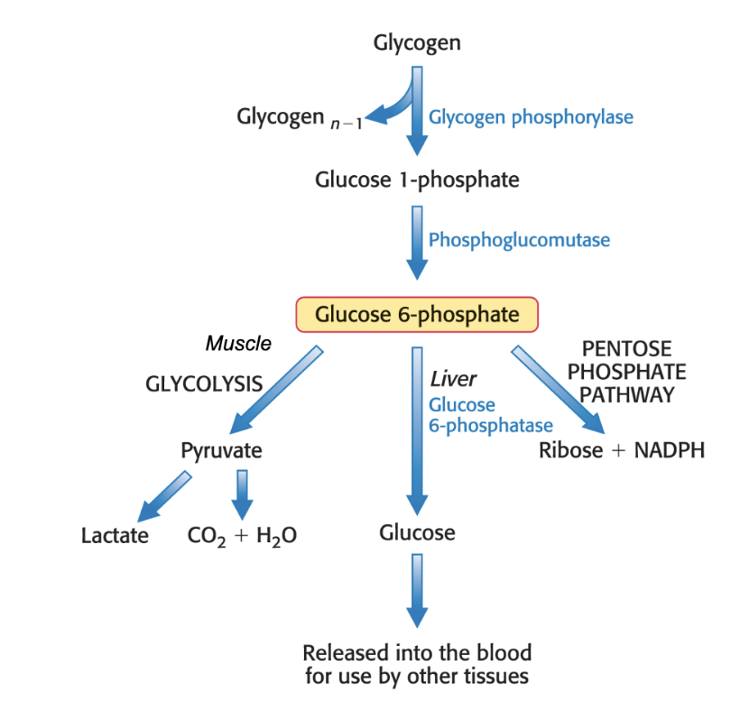 <ul><li><p>it can go to the muscle for glycolysis to make pyruvate —> lactate </p></li><li><p>it can go to the liver to make glucose and be released into the blood for use in tissues </p></li><li><p>it can enter the pentose phosphate pathway to make ribose + NADPH</p></li></ul><p></p>