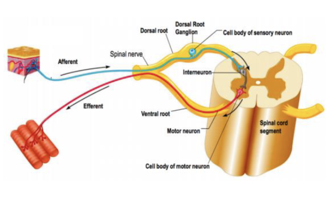 <p><span><span>sensory neurons that transmit sensory information from the body to the central nervous system</span></span></p>