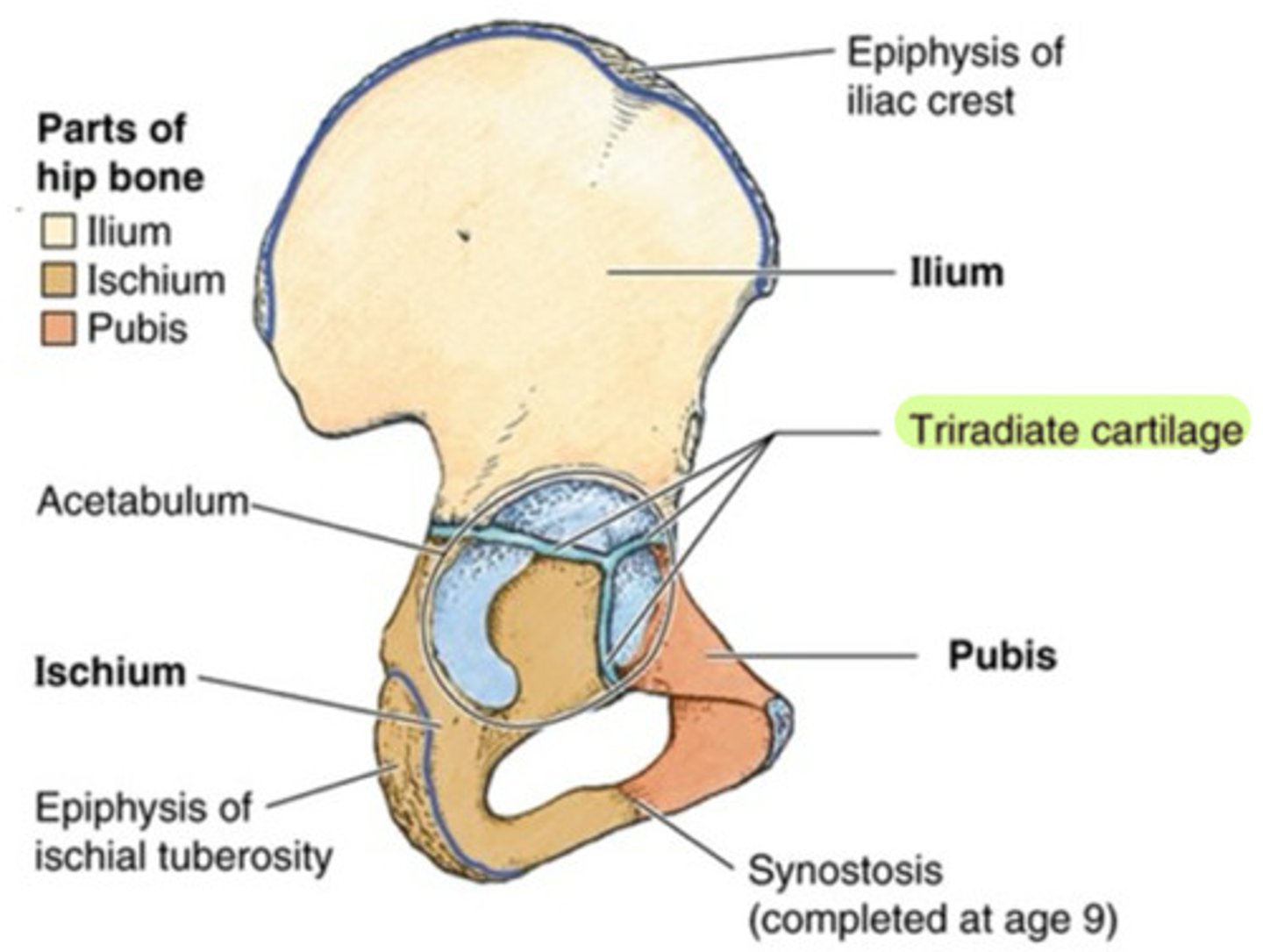 <p>Y-shaped epiphyseal plate that occurs at the junction where the ischium, ilium, and pubis meet in the skeletally immature skeleton</p>