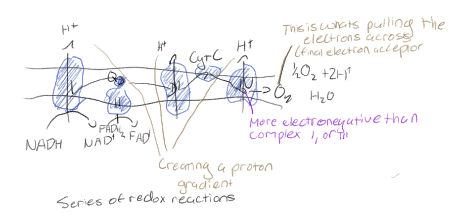 <p>“Falling” down steps: electron transport chain</p><p>Series of redox reactions</p><p>Each member of electron chain is more electronegative than the last</p><p>Oxygen at the&nbsp;“Botton” pulling electrons along</p>