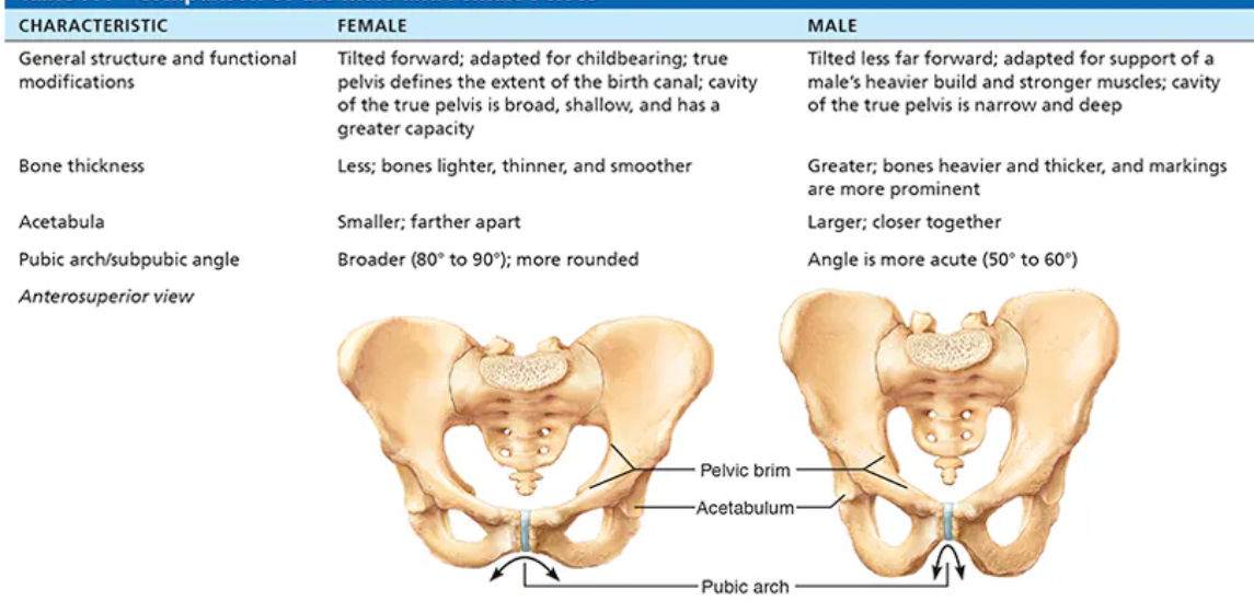 <p>Left female; Right male</p>