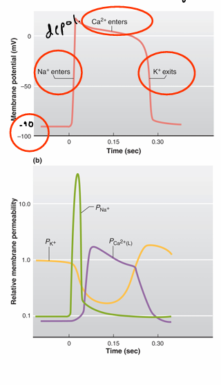 <p>-90 mV resting potential until excited; pacemaker cells provide the external signal</p><p>steps:</p><ol><li><p>rising phase of AP is caused by quick na+ influx (vg na+ channel)</p></li><li><p>plateau phase bc of incr membrane perm to ca2+ (l-type) and decr in membrane perm. to k+ channel (vg k+ channel)</p><ol><li><p>ca2+ enters; plateau phase allows for longer contraction</p></li><li><p>hard for a cell to spike again during abs refractory period</p></li></ol></li><li><p>falling phase happens when decr in ca2+ permeability and incr in k+ perm. (vg k+ channel)</p><ol><li><p>ca2+ channels close and k+ exits</p></li></ol></li></ol><p></p><ul><li><p>long twitch and prolonged refractory period(prevents tetanus) allows time for ventricles to fill w/blood before pumping</p></li><li><p>no plateau period in pacemaker cells</p></li></ul><p></p>