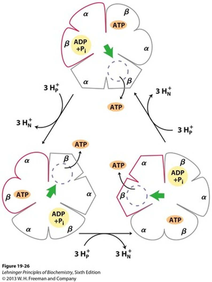 <p>- proton flow rotates c-ring and the γ-subunit</p><p>- produces ATP in cyclic manner</p><p>- induces conformational changes in β-subunits of F1</p>