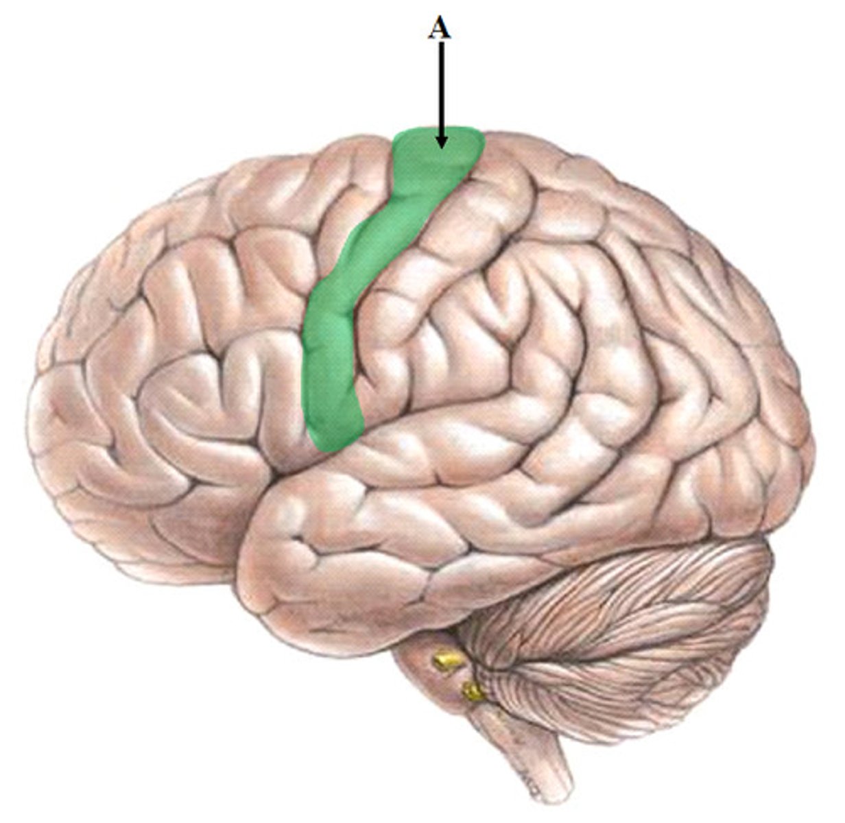 <p>Controls voluntary movement. Located on the frontal lobe.</p>