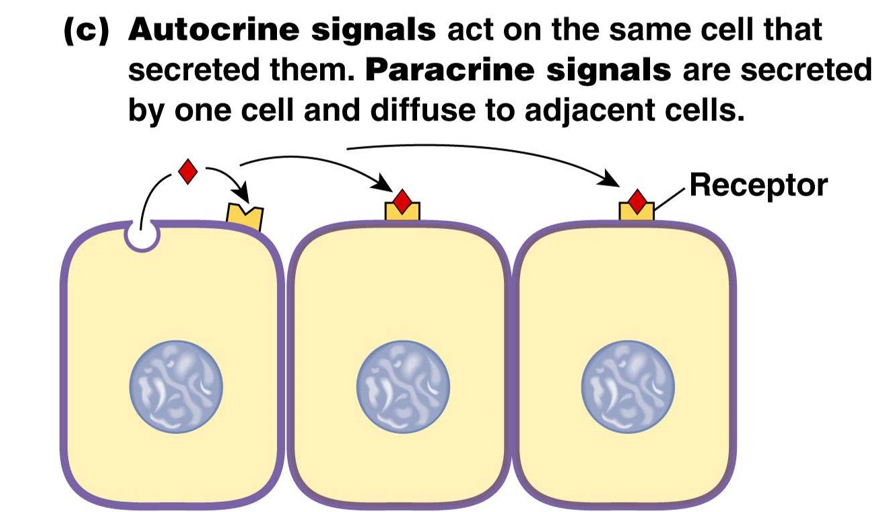
1. **paracrine signals**: secreted by one cell and diffuse to adjacent cells
2. **autocrine signals**: act on the same cell that secreted them