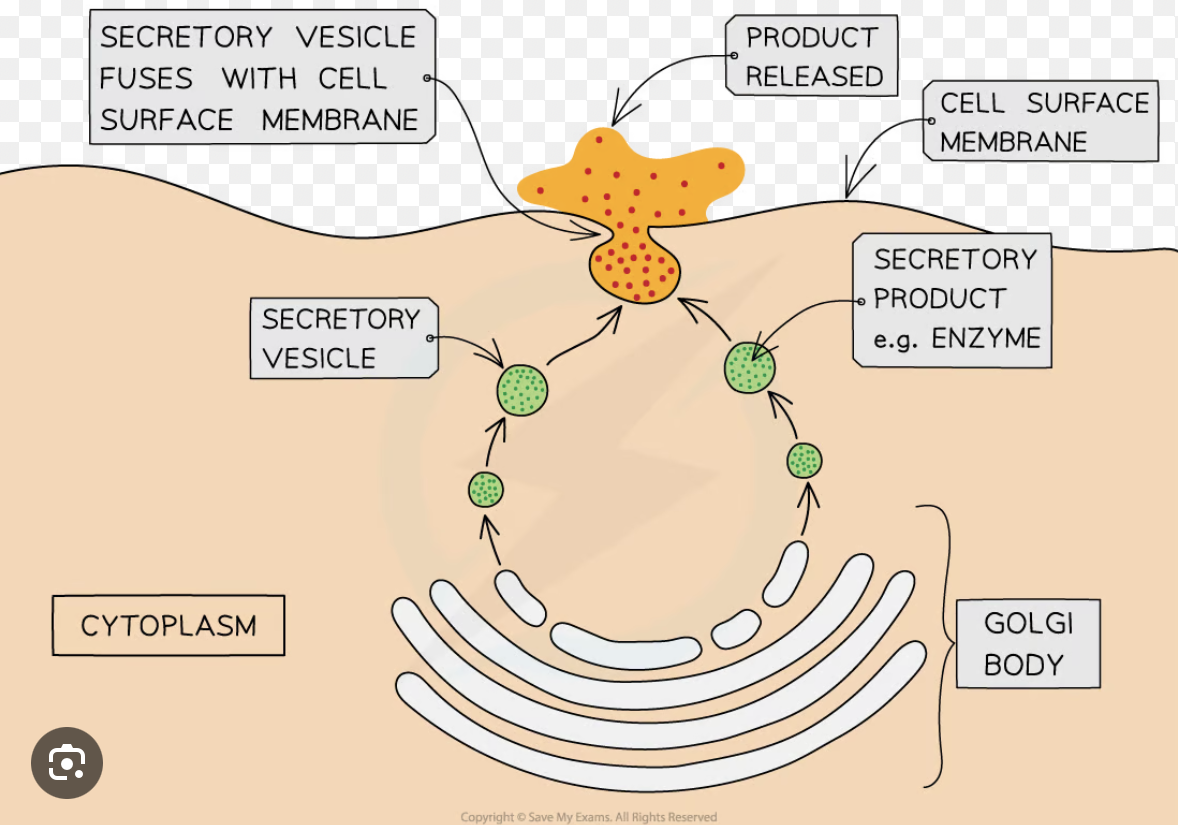 <p>Bulk movement of liquids or solids out of a cell by the fusion of vesicles containing the substance with the cell surface membrane</p>