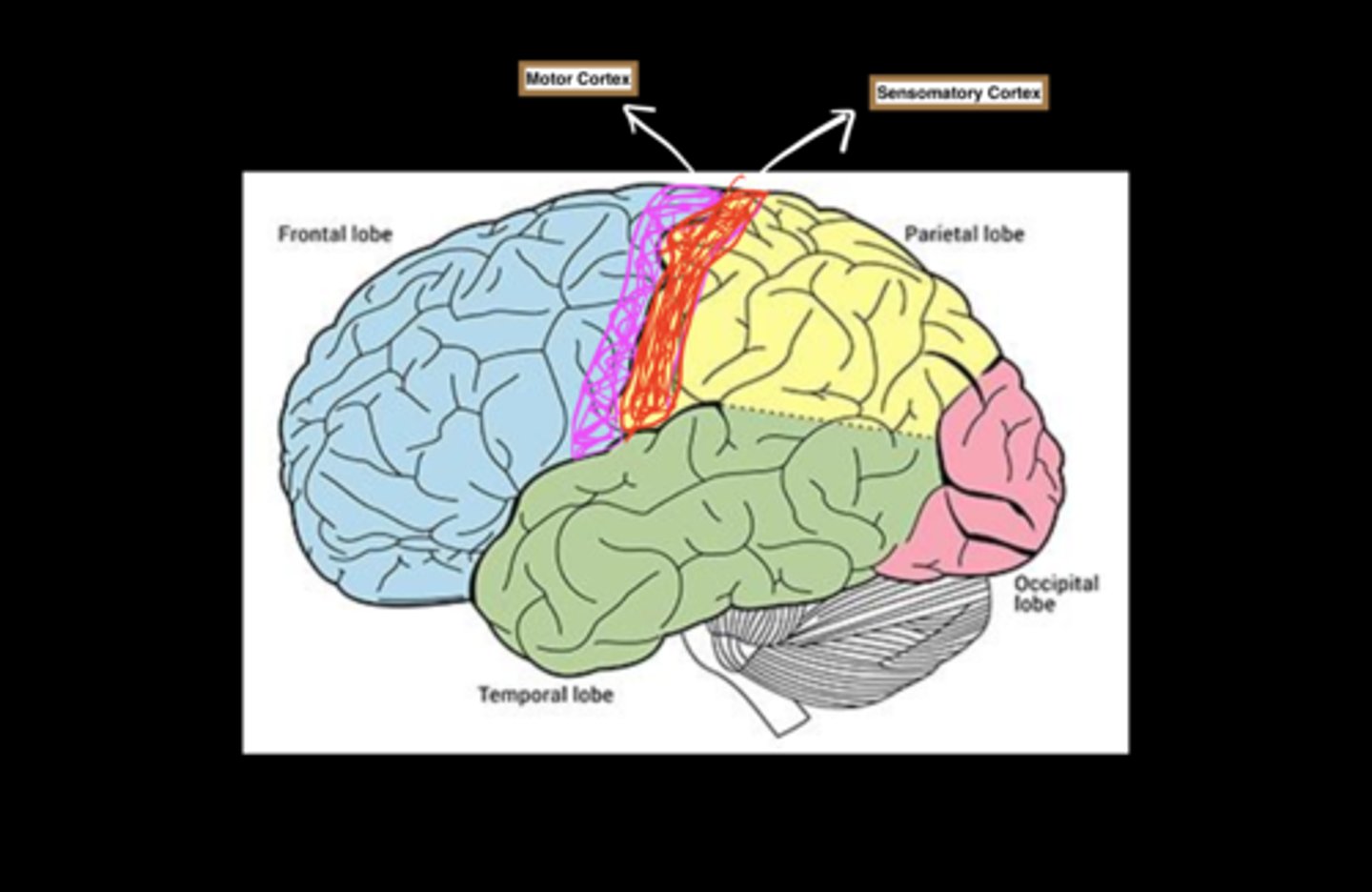 <p><strong>1.</strong> <strong>Occipital Lobe</strong>: Primary cortical visual processing </p><p></p><p><strong>2.</strong> <strong>Temporal Lobe:</strong> Memory function: formation and retrieval + primary auditory processing</p><p></p><p><strong>3.</strong> <strong>Parietal Lobe:</strong> Attention, spacial awareness</p><p><strong>Somatosensory cortex:</strong> most anterior part, corresponds to registration of touch </p><p><strong>Contralateral projections</strong>: touch sensations from the left side of the body (e.g., left hand) are processed in the right hemisphere, touch sensations from the right side of the body are processed in the left hemisphere </p><p></p><p><strong>4.</strong> <strong>Frontal Lobe:</strong> Higher order functions: plan, flexibly adapting behaviour, working memory and mental storage</p><p><strong>Motor cortex</strong>: located at rear of frontal lobe planning, controlling, and executing voluntary movement</p><p><strong>Contralateral projections:</strong> movements of the left side of the body are controlled by the right hemisphere, and movements of the right side are controlled by the left hemisphere</p>