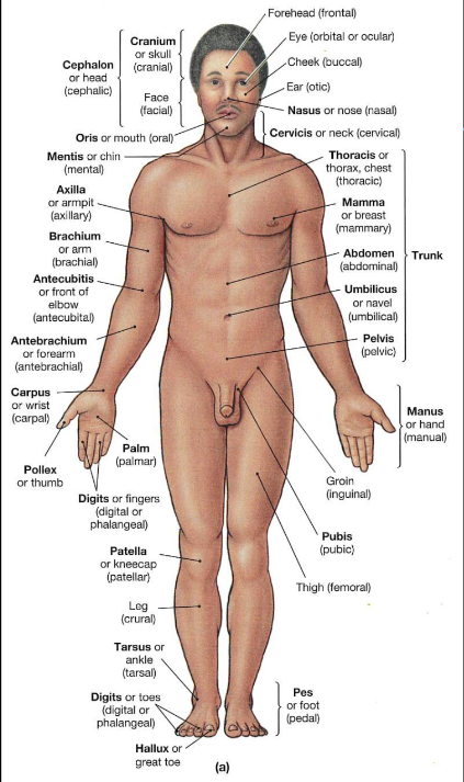 <p>thigh (femoral to describe)</p>