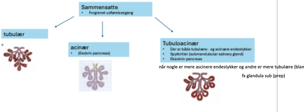 <p>Tubulær, acinær, tubuloacinær (både tubulær og acinære endestykker, fx i spytkirtler og eksokrin pancreas)</p>
