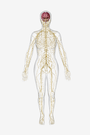 <p>Key Structures-Brain, Spinal Cord, Nerves, Sensory Receptors</p><p>Functions-Responds to internal and external changes by acting an appropriate response; processes information.</p>