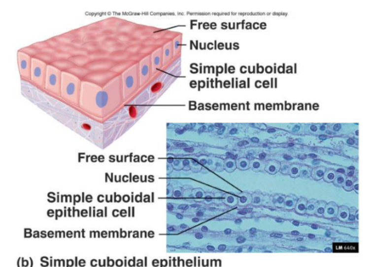 <p><span><strong>Function:</strong></span></p><ul><li><p><span>Secretion and absorption</span></p></li></ul><p><span><strong>Location:</strong></span></p><ul><li><p><span>Kidneys (nephron cells)</span></p></li><li><p><span>Plexus of the brain</span></p></li><li><p><span>Lining of lung bronchioles</span></p></li><li><p><span>Surfaces of ovaries</span></p></li></ul><p><span>Microvilli may be present to increase surface area.</span></p>