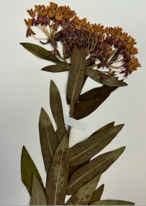 <p>Apocynaceae</p><p><em>Asclepias</em></p>