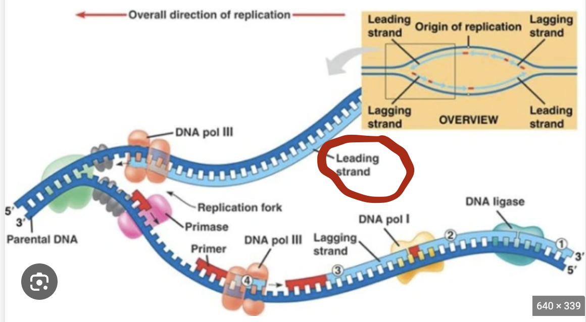 <p>Leading strand</p>