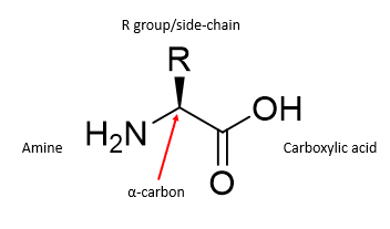 <p>The monomers from which proteins are built</p><p></p>