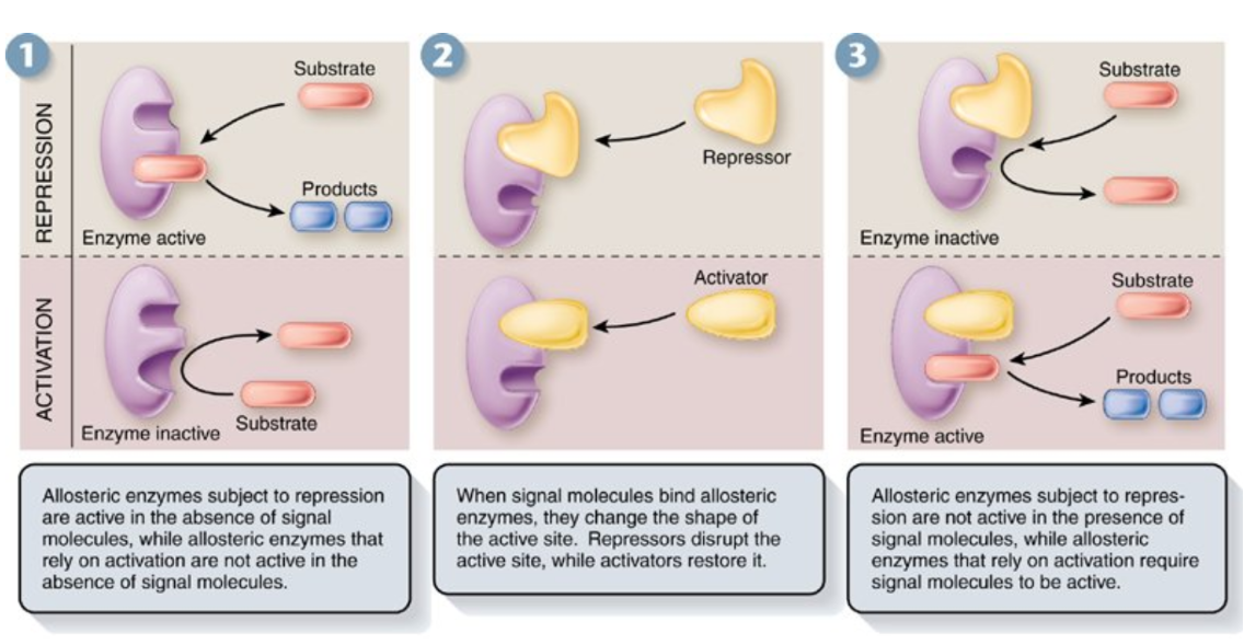 <ul><li><p>Allosteric regulation is a mechanism by which a molecule binds to an enzyme at a site other than its active site, called the allosteric site, altering the enzyme's activity.</p></li><li><p>This binding can either inhibit or activate the enzyme, depending on the nature of the regulator.</p></li><li><p><span>Regulatory molecules bind to a site located far from the active site called an <strong>allosteric site&nbsp;&nbsp;</strong></span></p></li><li><p><span><strong>Allosteric activator: </strong>keeps the active site of an enzyme available to its substrate&nbsp;</span></p></li><li><p><span><strong>Allosteric inhibitor: </strong>Is a non-competitive inhibitor</span></p></li></ul><p></p>